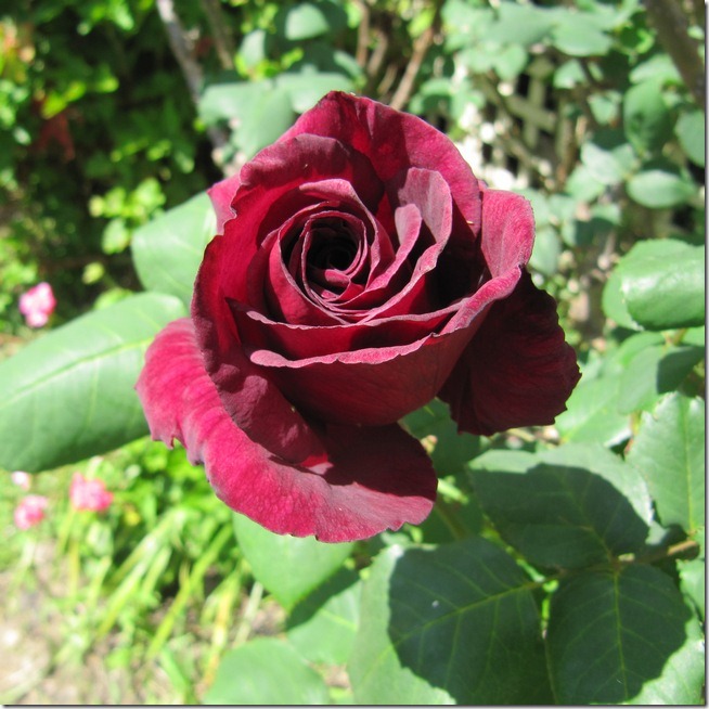 rose1
