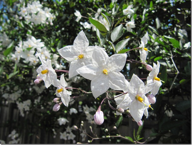 vine
