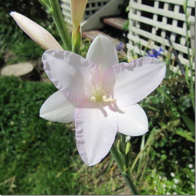 watsonia2
