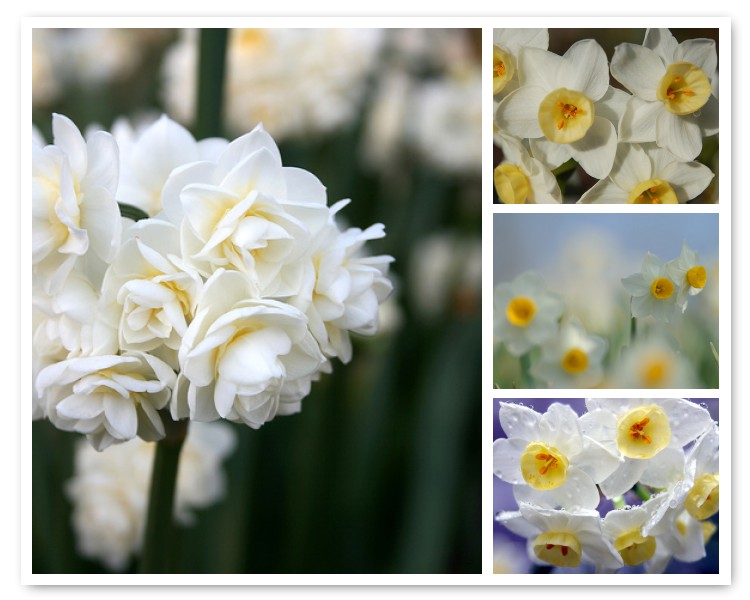 white jonquil